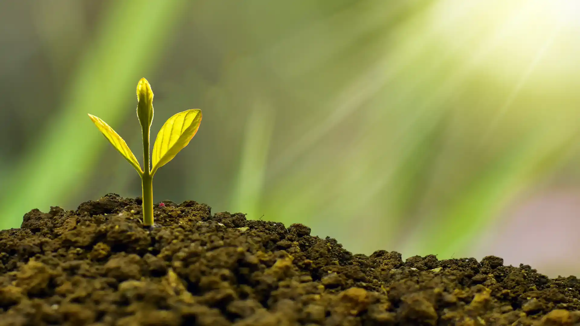 FMCG-Consulting für Produktmanager und Category Manager