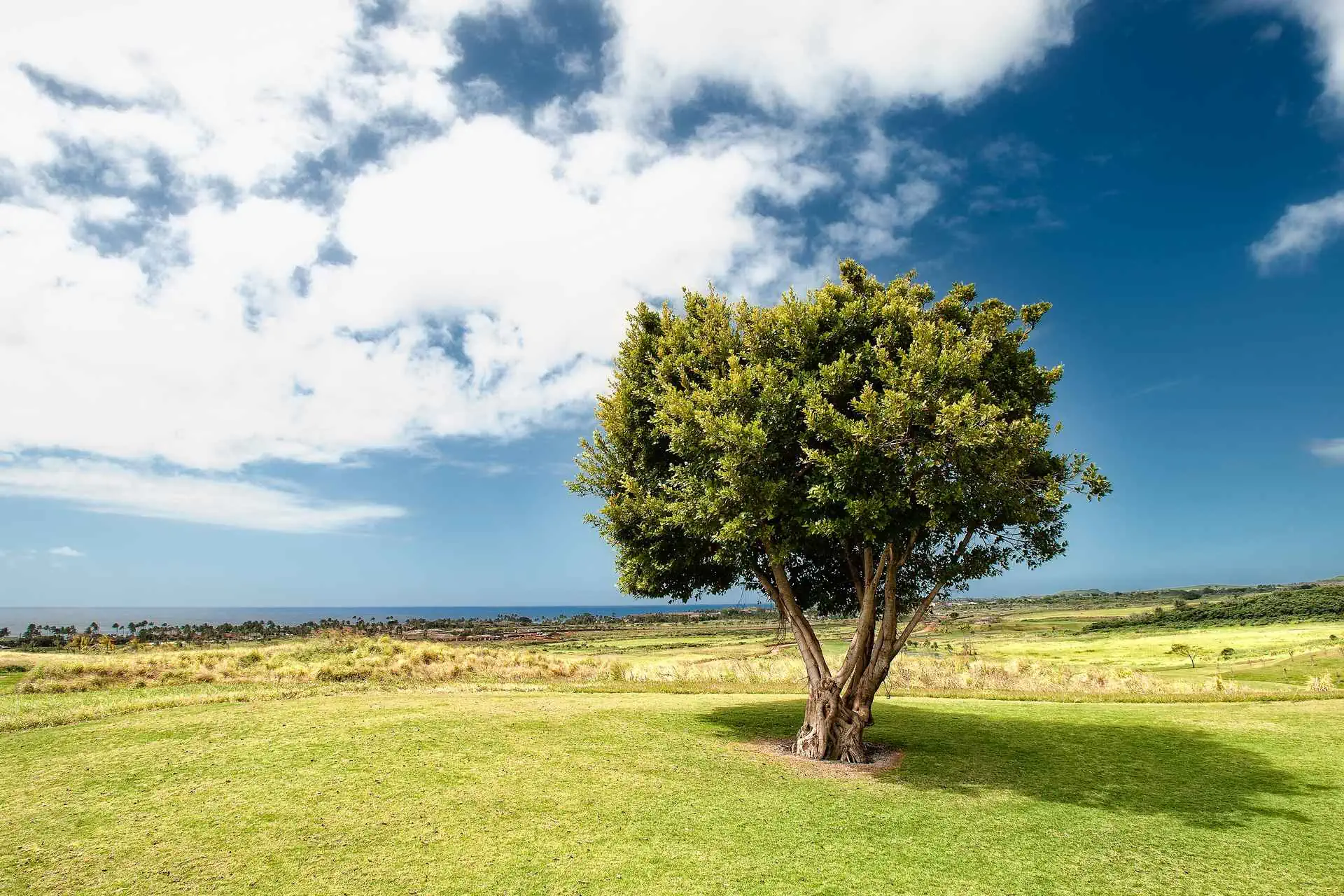 E-Commerce-Chancen E-Commerce Chancen