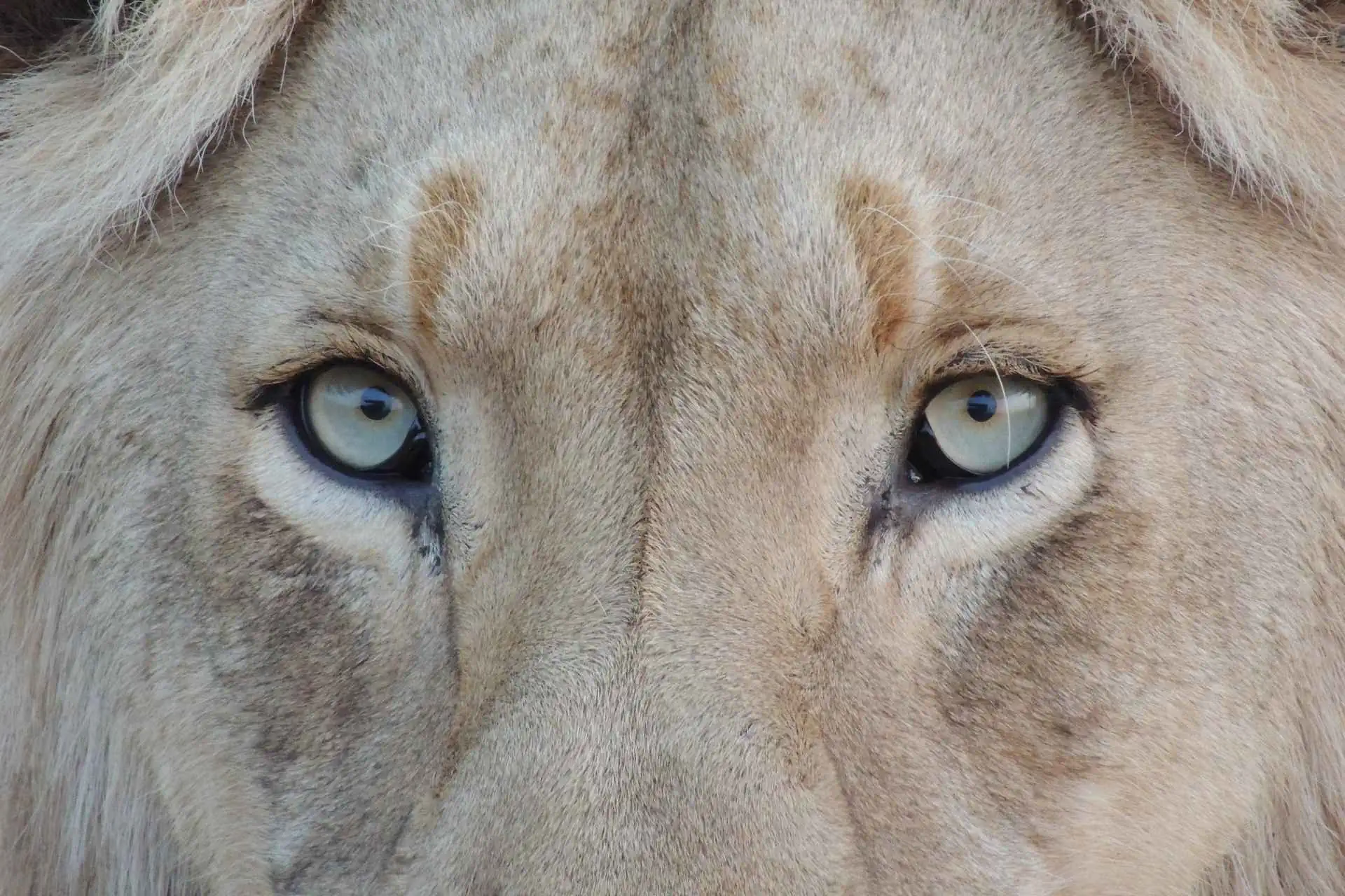 Braunschweig als Unternehmenssitz